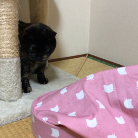 もみじちゃんとごまくんの画像