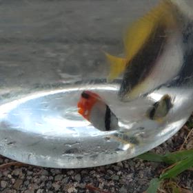 初チョウの画像
