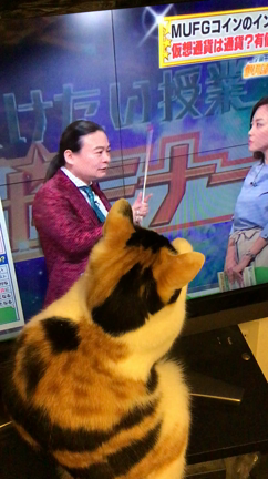 たまお暫定一歳の記事動画