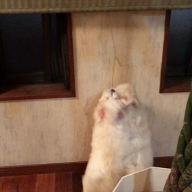 パン食い競争ならぬ…の画像