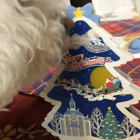 今年のクリスマスは…の画像