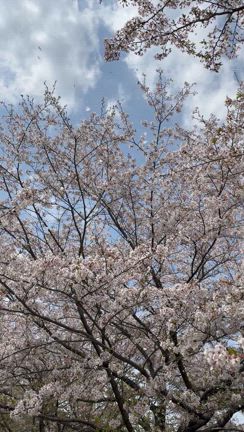 花吹雪ヨガの記事動画