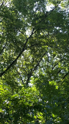 アファンの森への記事動画