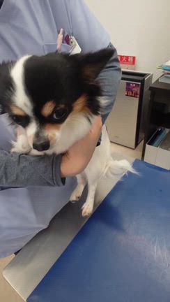 狂犬病ワクチン注射の記事動画