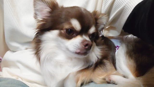 誰より甘えん坊の記事動画