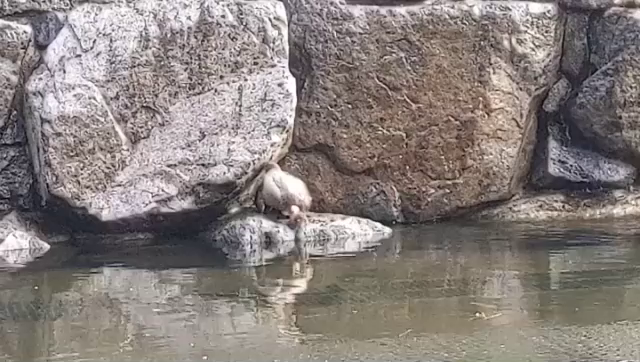鳥の記事動画