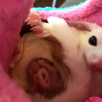babyの記事動画