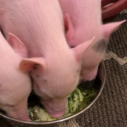 おはようございますの記事動画