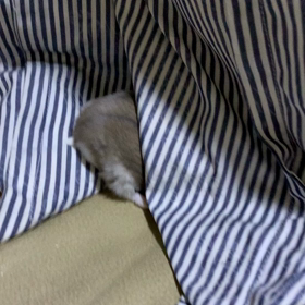 ペット逝くの画像