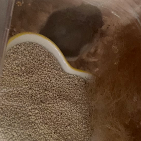 つむちゃん♡おはようの画像