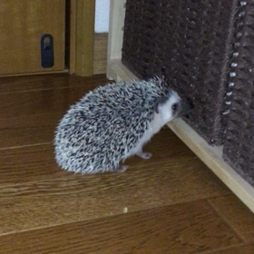 これがアンティング ⁉︎の画像