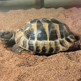 まったりなぽんちゃんの画像