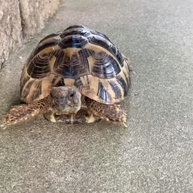 ぽんた㊗️2歳の画像