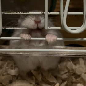 つむちゃんの画像