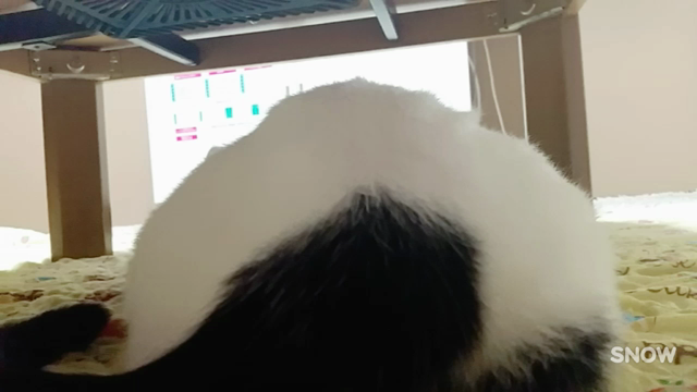 本格始動の記事動画