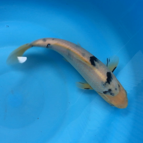 飼育次第⁉︎の画像