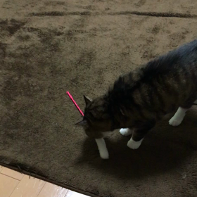 1人でもじゃれるの画像