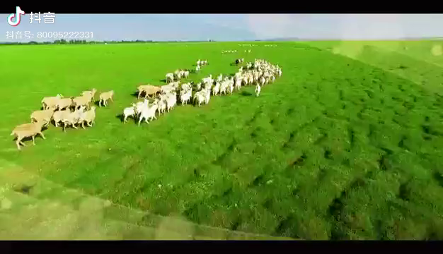 中国　内蒙古  スピルリナ　などの記事動画