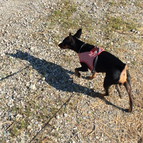 お散歩❤️の画像