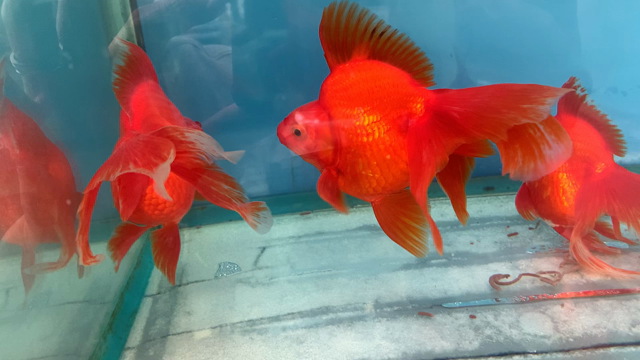 2021年12月12日(日)★金魚・川魚入荷情報★の記事動画