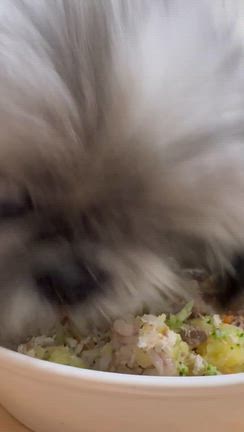 ご飯もりもりと皮膚炎の改善の記事動画