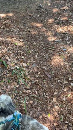 のぞき魔の記事動画