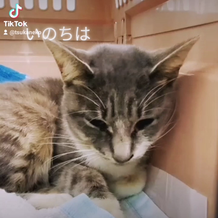 キラくんを家族に迎えて見ませんか?の記事動画