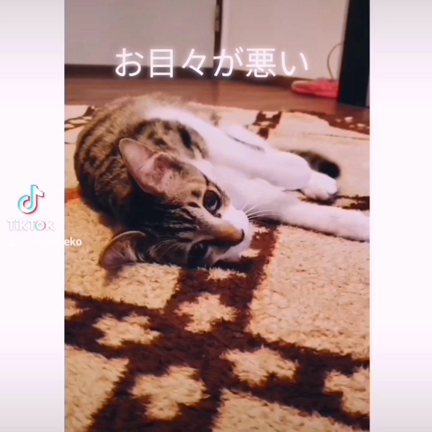Webニュース記事になりました☆彡訳猫の譲渡会で姉妹に繋がった命♥ルナストーリーの記事動画
