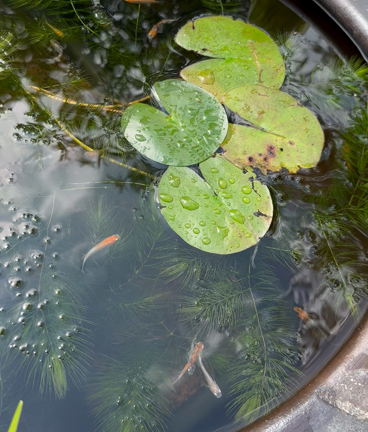 水辺のある暮らしの記事動画