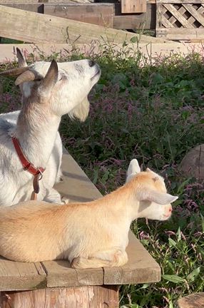 秋風の記事動画