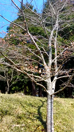 春の唄♪の記事動画