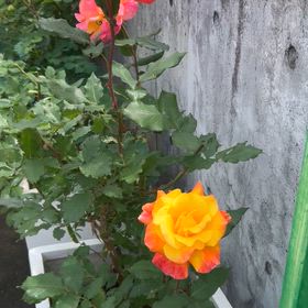 朝の庭の画像