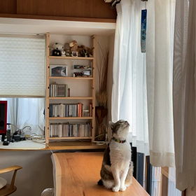 動画だけ☆の画像