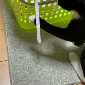 パールの日常の画像