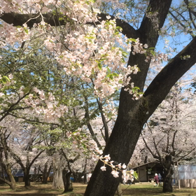 2016.4.25 弘前公園 ピクニック広場も満開！の画像