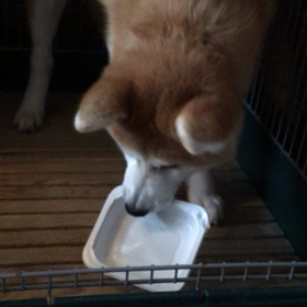 マルちゃんのあったかごはんの画像