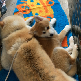 最近はやっと落ち着くようになって来ました。の画像