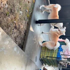静と動の画像