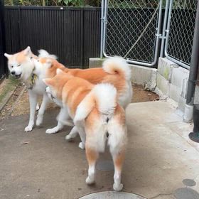 今朝の三頭の画像