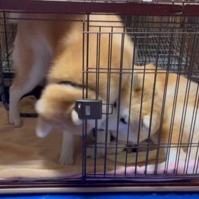 狭いなかで、ワチャワチャの画像