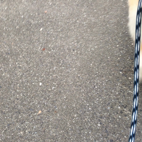 ブレブレ散歩の一コマの画像