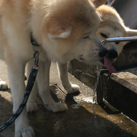 水呑みの画像