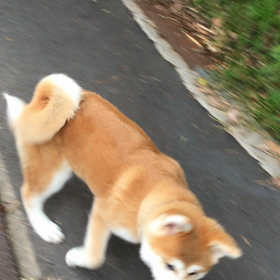 嬉しい、❤️❤️嬉しい、お散歩です。の画像