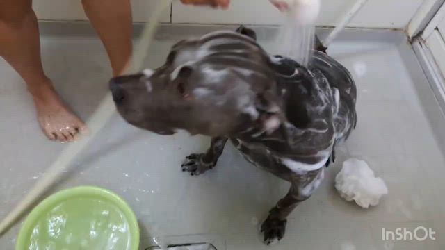 ピットブルぷーちゃん里親募集中の記事動画
