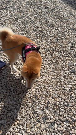 緊急拡散希望『柴犬の里親様募集』の記事動画