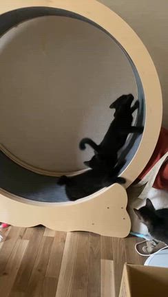 良かったーの記事動画