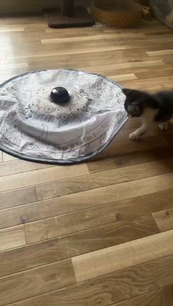 子猫たちの記事動画