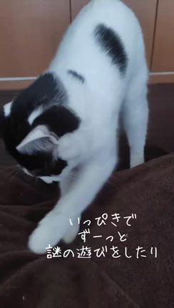 今日も可愛いのよの記事動画