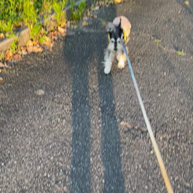 ブルブルなるぼくの画像
