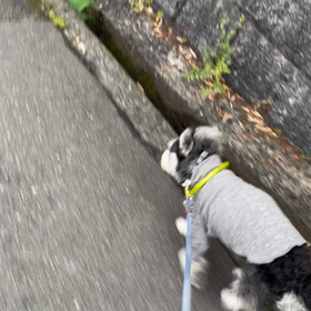 あからさまの画像